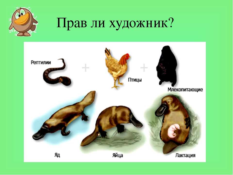 Отряд однопроходные или яйцекладущие млекопитающие - характеристика, особенности, виды и фото