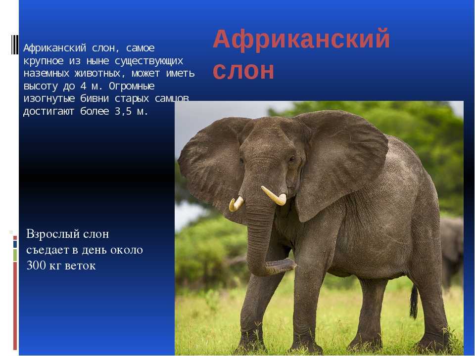 Африканский слон - фото, описание, ареал обитания, питание
