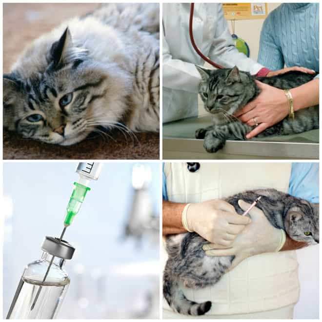 Как происходит усыпление кошек при тяжёлых неизлечимых болезнях