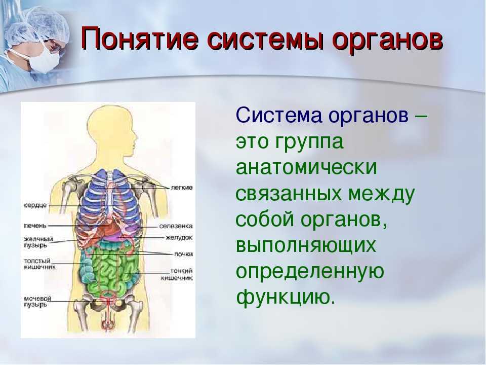 Системы органов / биология 8 класс