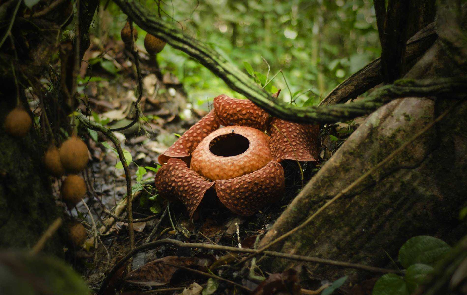 Раффлезия арнольдии - rafflesia arnoldii