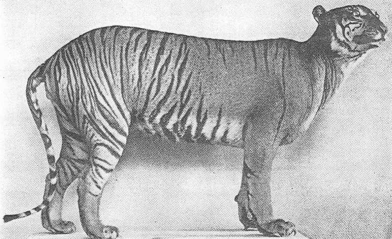 Топ-10 самых больших видов тигров в мире