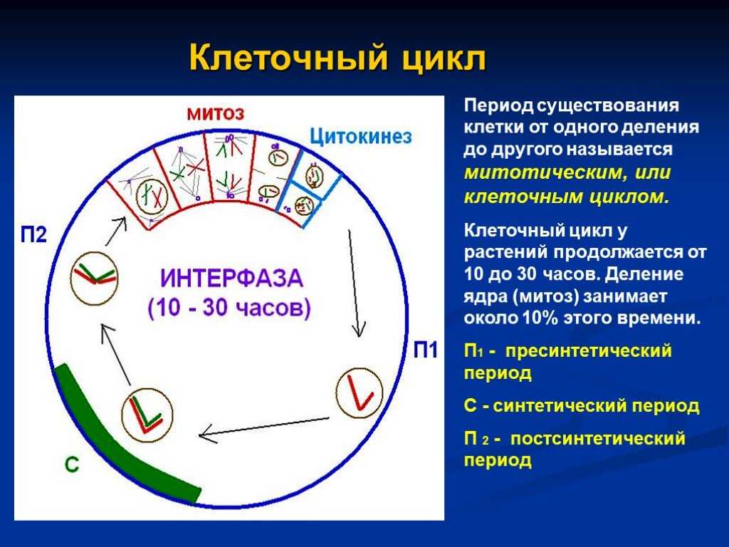 3 этапа интерфазы. Клеточный цикл клетки интерфаза. Период g1 клеточного цикла. Клеточный цикл митоз биология. Биология 9 класс клеточный цикл митоз.