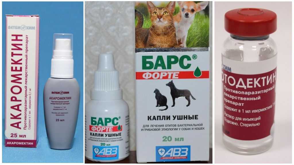 Ушной клещ у кошки - лечение, симптомы в домашних условиях. капли от ушного клеща для кошек.