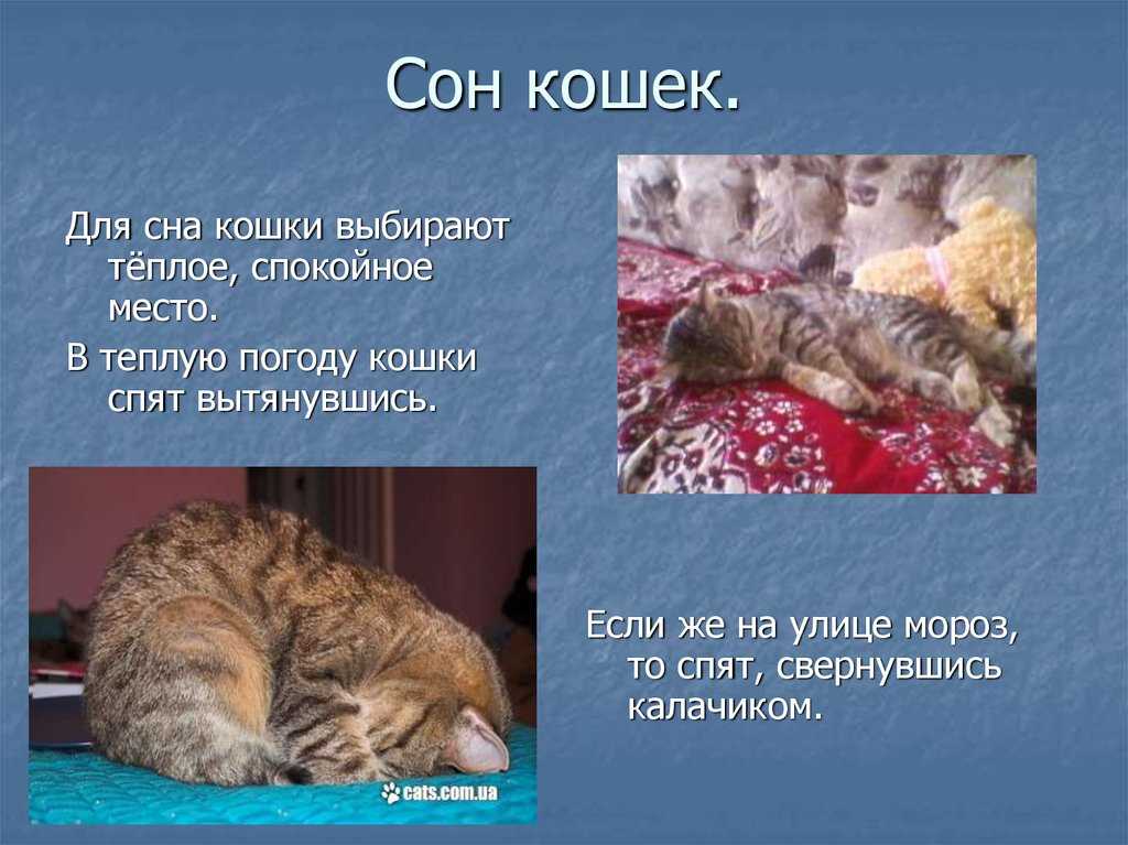 Сколько спят кошки: почему много спят, где любят спать и почему