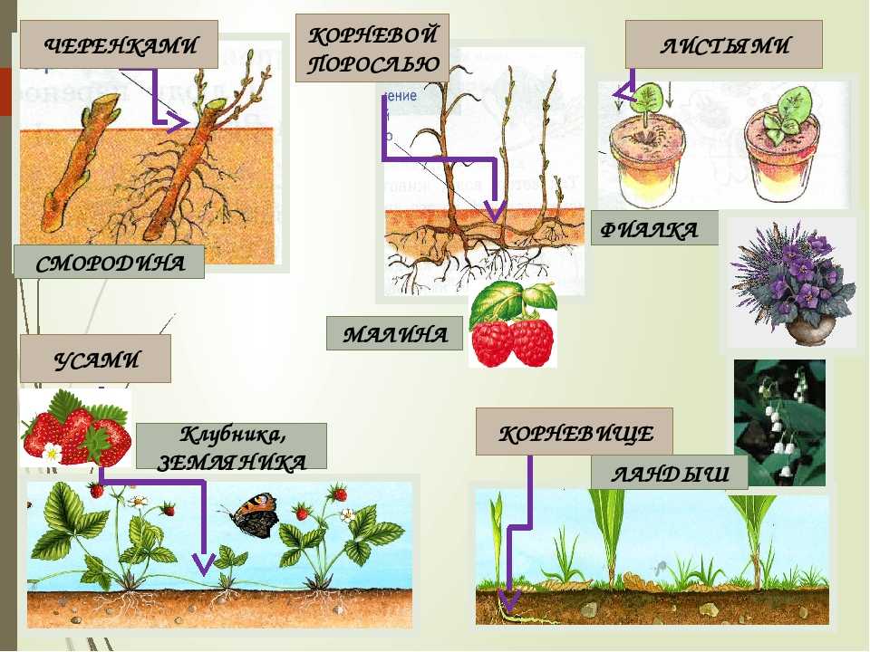 Способ растений. Схема размножения растений 3 класс. Размножение растений 3 класс. Размножение растений 3 класс окружающий мир. Размножение растений 3 класс окружающий.