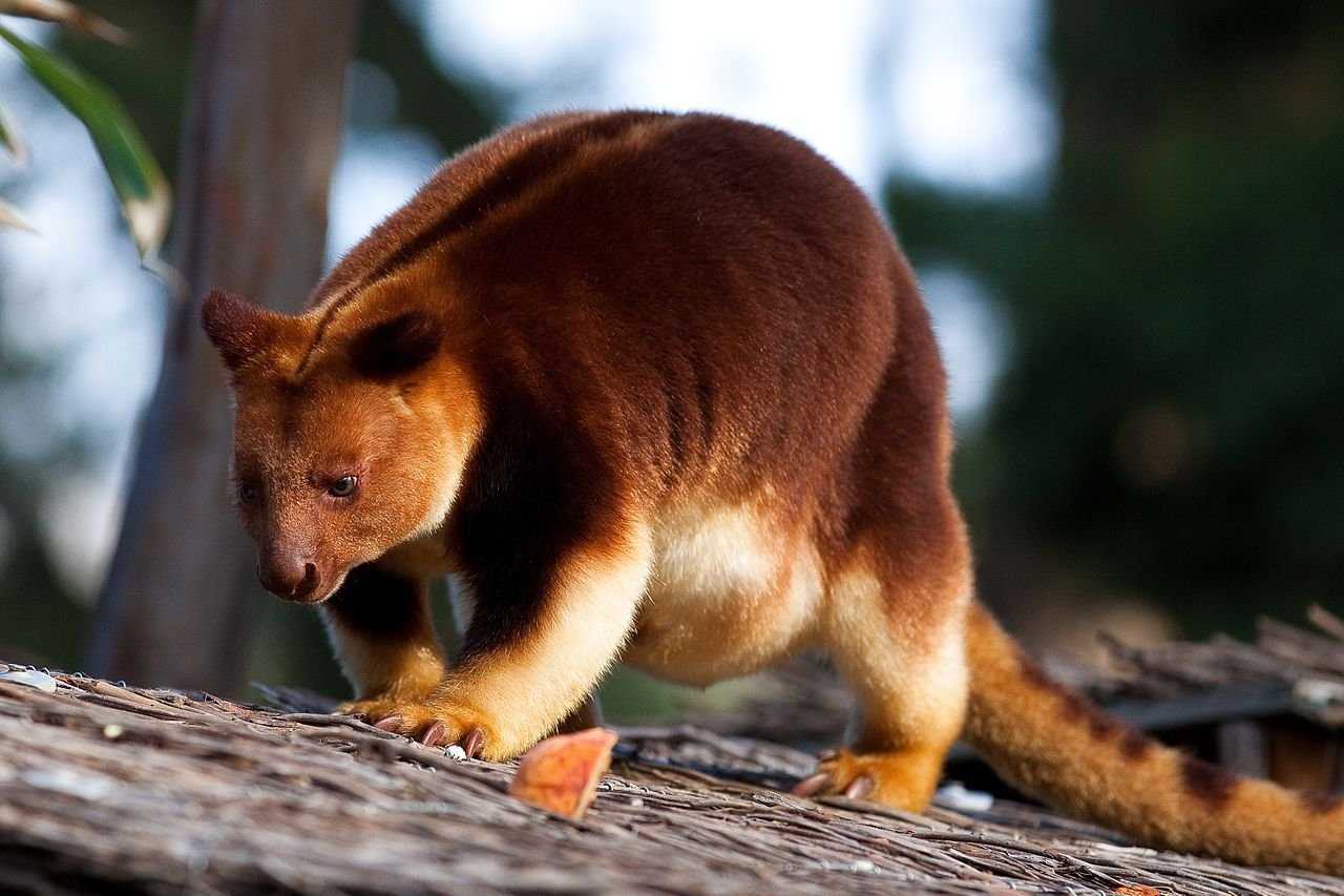 Сумчатые австралийские животные - список, описание с фото, среда обитания