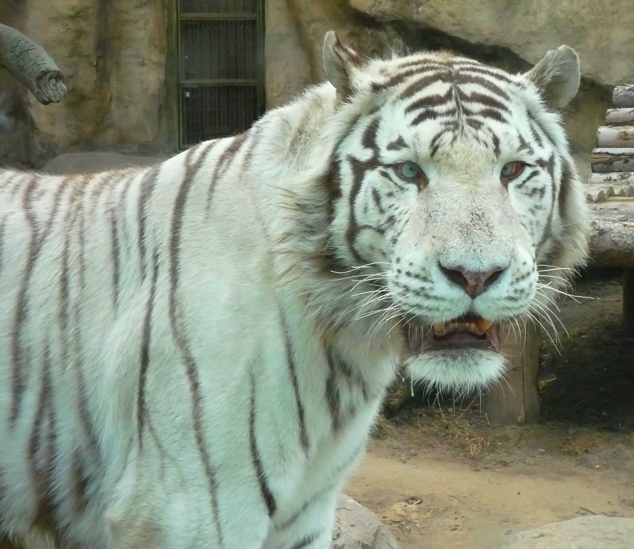 Сколько белых тигров останется в мире к 2021 году? – celebrity.fm - официальные звезды №1, деловая и людская сеть, wiki, история успеха, биография и цитаты