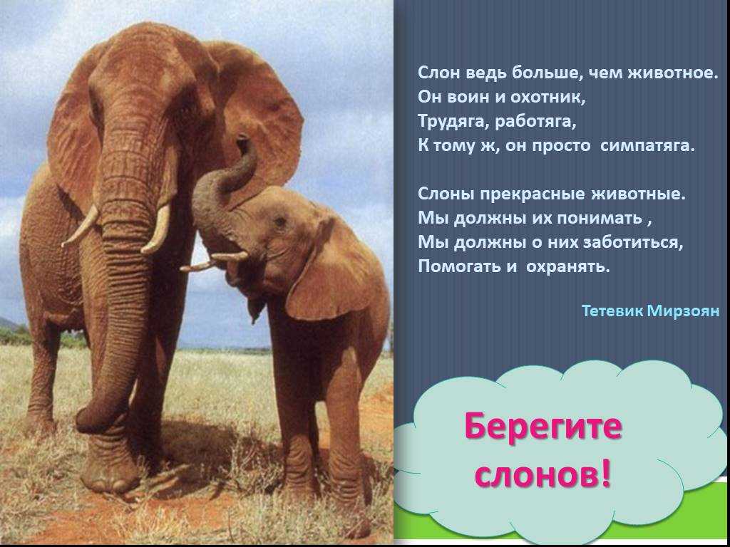 Слоны - виды и фото с названиями, описание животного, чем питаются, где обитают, как выглядит, размножение