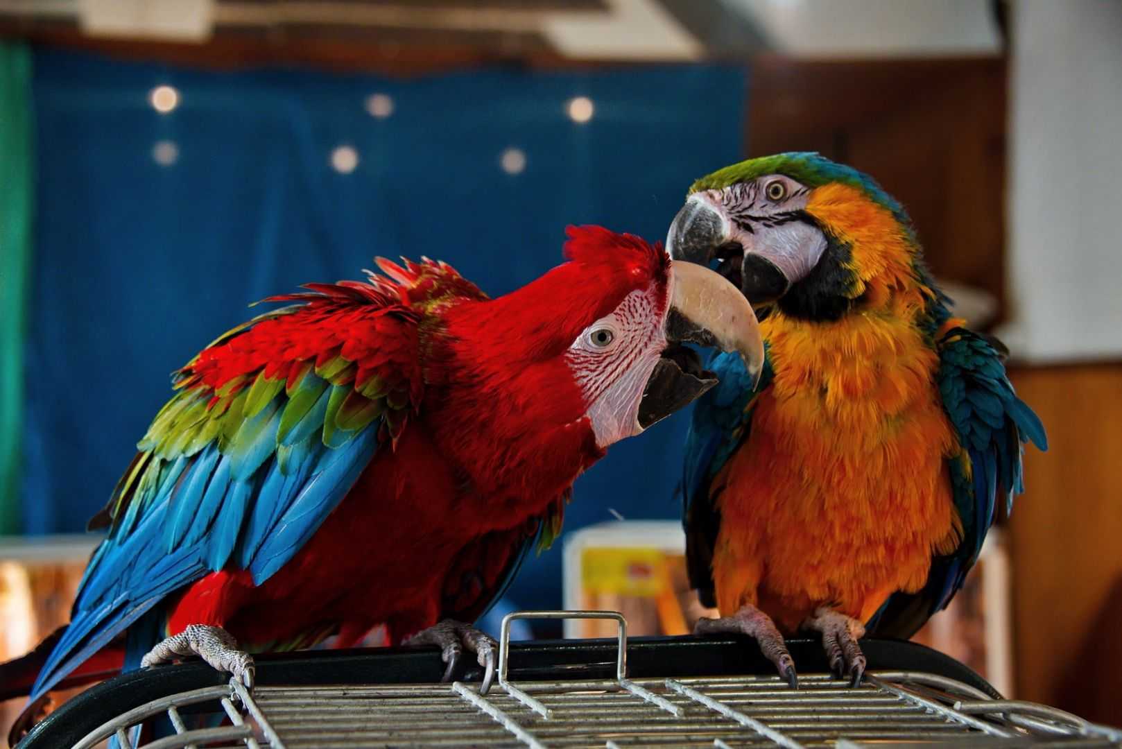 (обновлено) как научить говорить волнистого попугая девочку и мальчика, можно ли научить говорить за один день