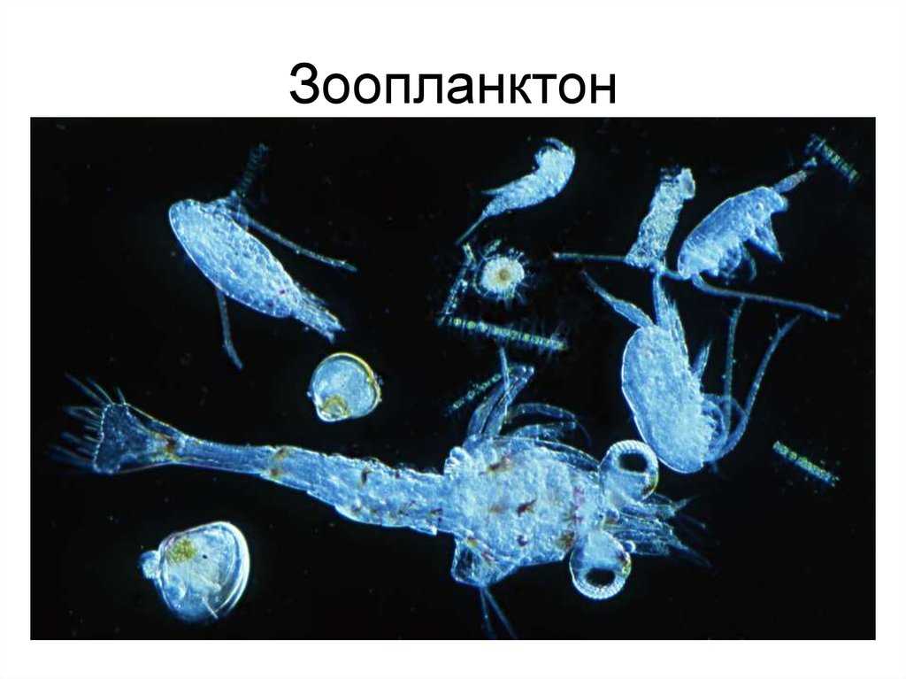 Фитопланктон образуют. Планктон зоопланктон. Зоопланктон и фитопланктон. Зоопланктоны ракообразные. Моллюски зоопланктон.