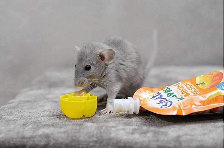 Чем можно и нельзя кормить крысу