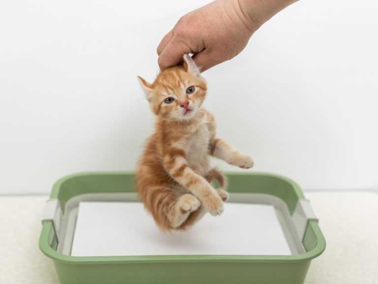 Как быстро приучить котёнка к лотку