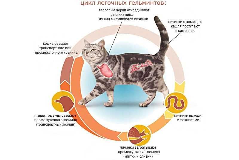 Кашель у кошки: топ-10 причин кашля + советы по профилактике и диагностике заболеваний