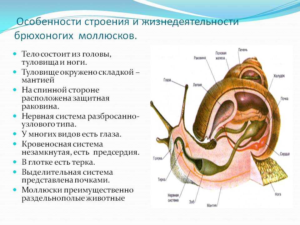 Биология брюхоногих моллюсков. Характеристики строение брюхоногих моллюсков. Характеристика внутреннего строения брюхоногих моллюсков. Особенности внутреннего строения брюхоногих. Тип моллюски класс брюхоногие строение.