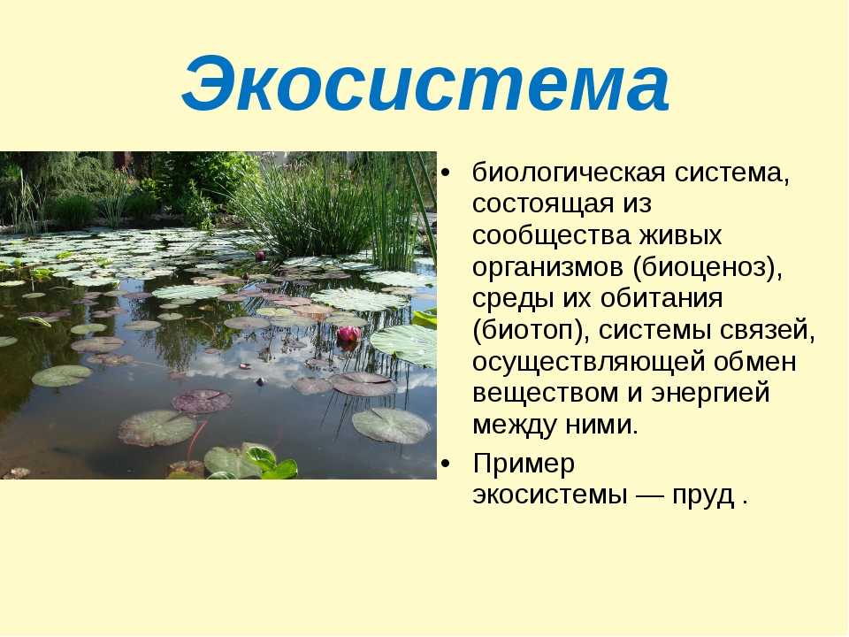 Изучите фрагмент экосистемы водоема представленный. Экосистема это в биологии. Экосистема презентация. Примеры экосистем. Экологическая система экосистема.