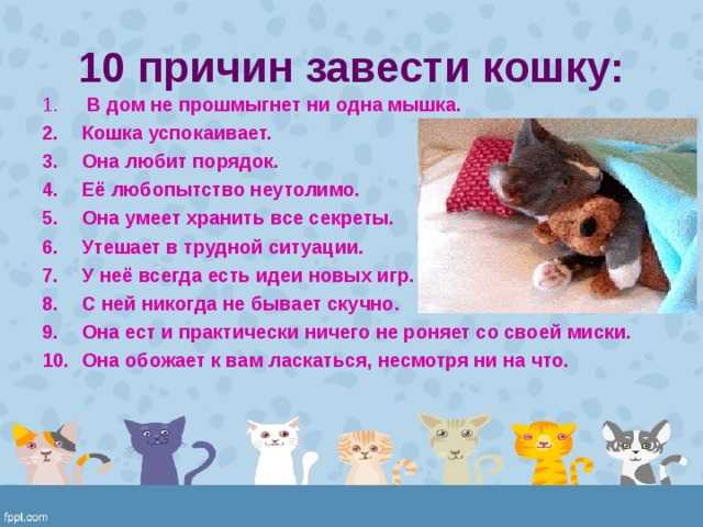 Как приучить кошку к домику - советы от ветеринарной клиники питомец