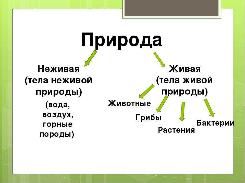 Как называется картина на которой изображена неживая природа