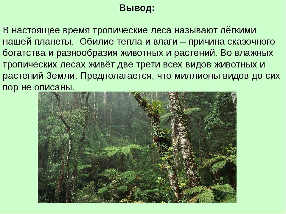 Естественная (природная) экосистема - характеристика, примеры и отличия — природа мира