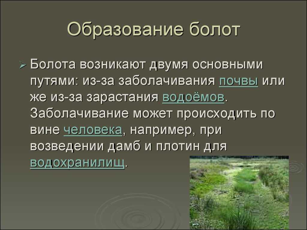 Топ 10 самых больших болот россии: карта, названия, характеристика и видео