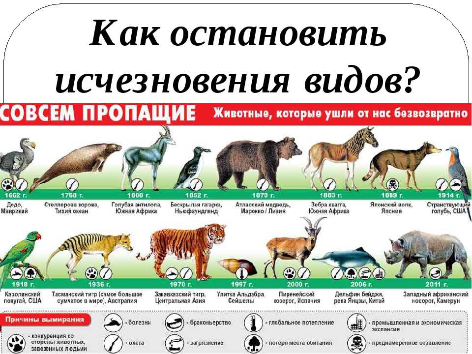 Вымирающие животные россии: исчезающие виды, причины вымирания