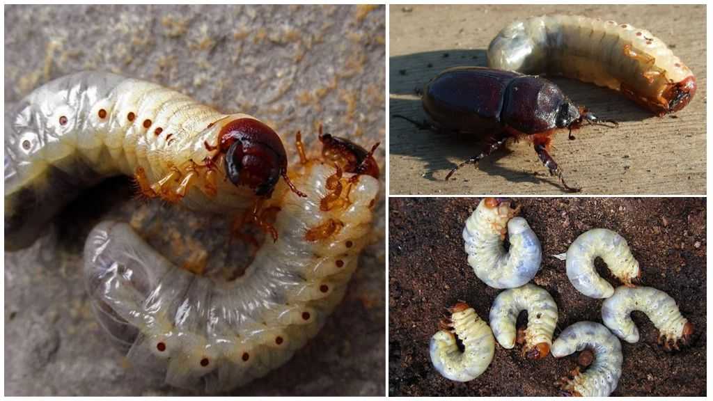 Что едят майские жуки в домашних условиях: чем питаются личинки и взрослые хрущи, можно ли заводить жуков дома