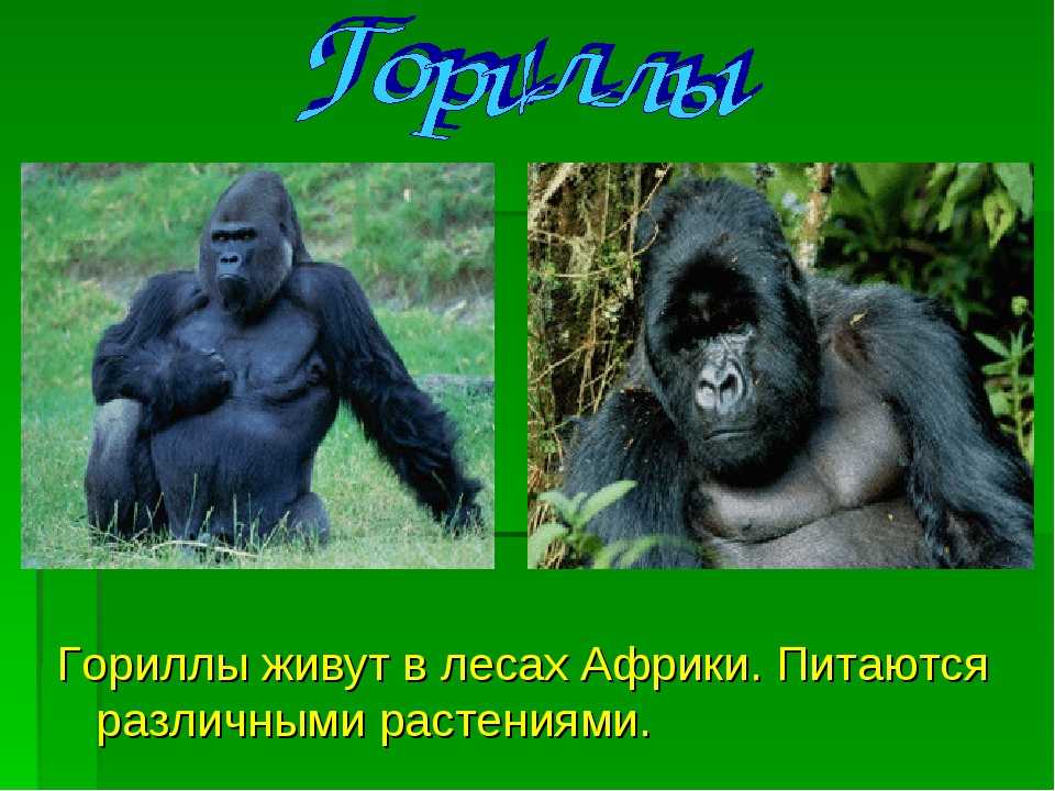 Особенности жизни гориллы: питание, размножение и повадки