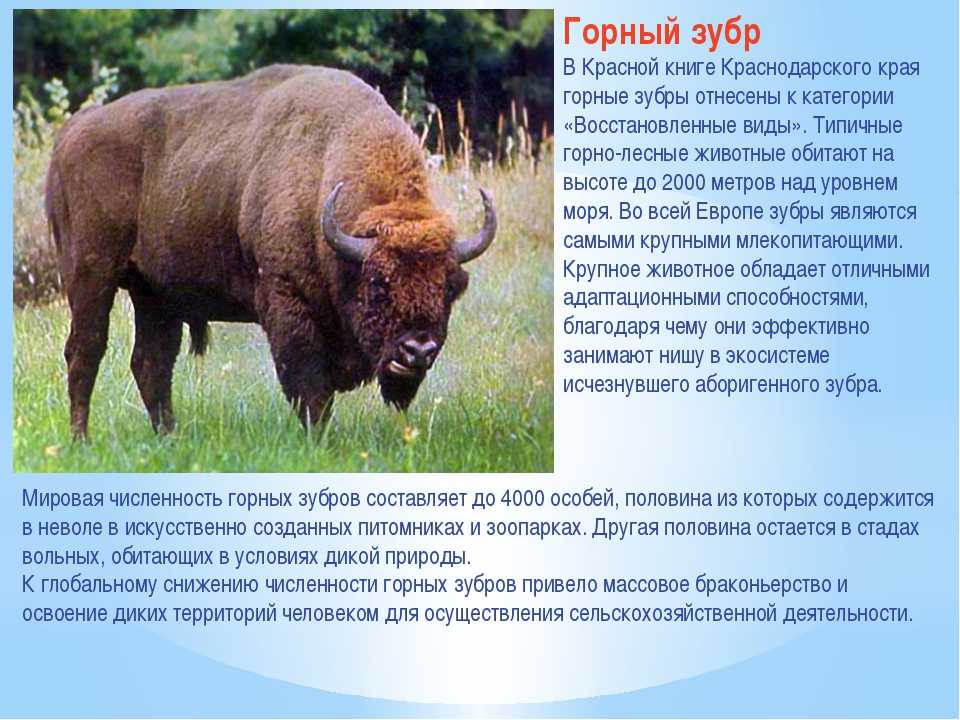 Редкие виды животных из красной книги россии - zefirka
