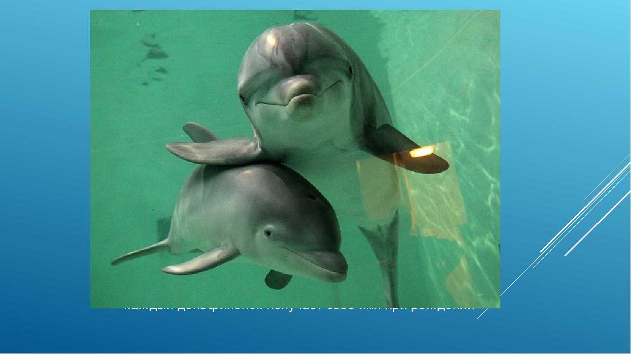 Курьезное и интересное о дельфинах
