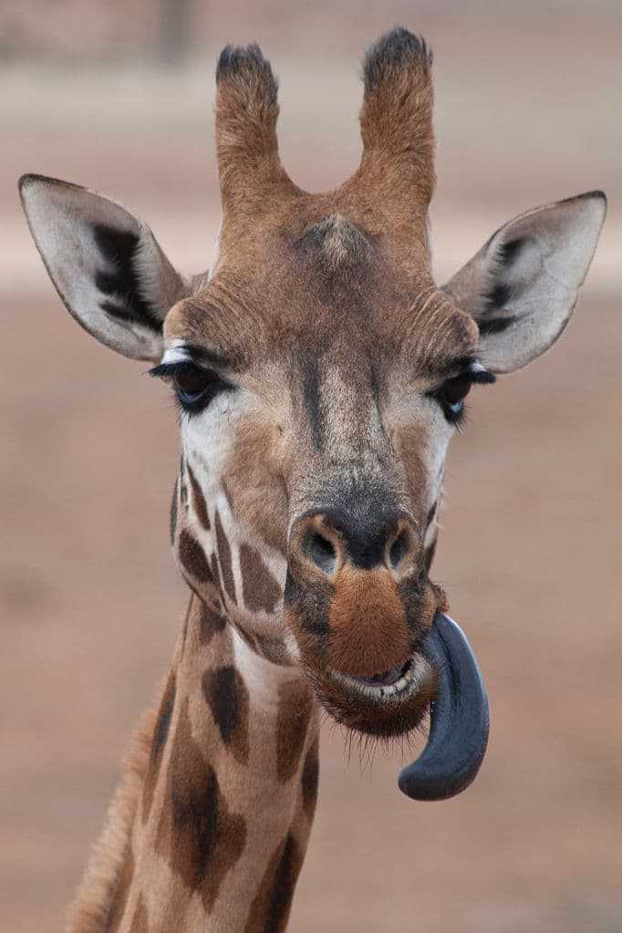 Язык жирафа