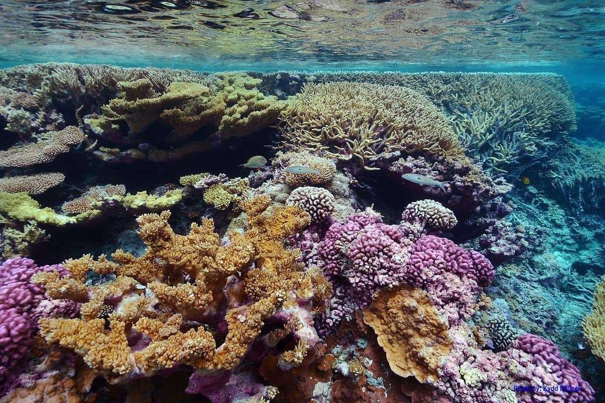 Латыпов ю. экосистема кораллового рифа