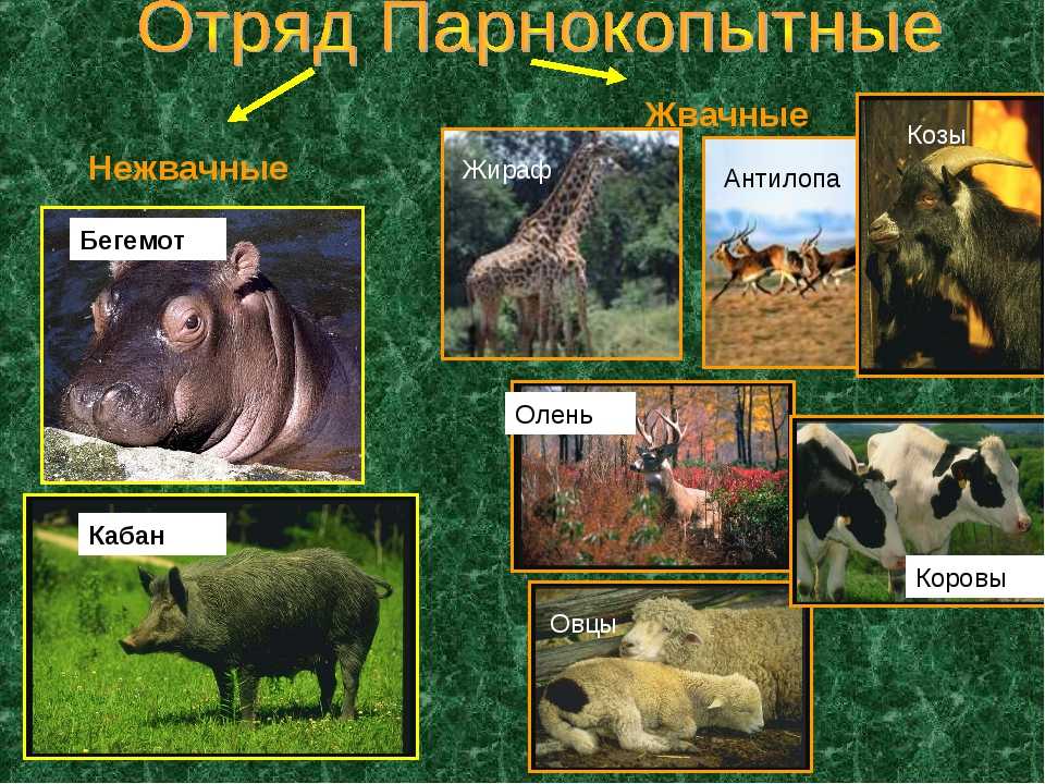 Парнокопытные животные: кто к ним относится? :: syl.ru