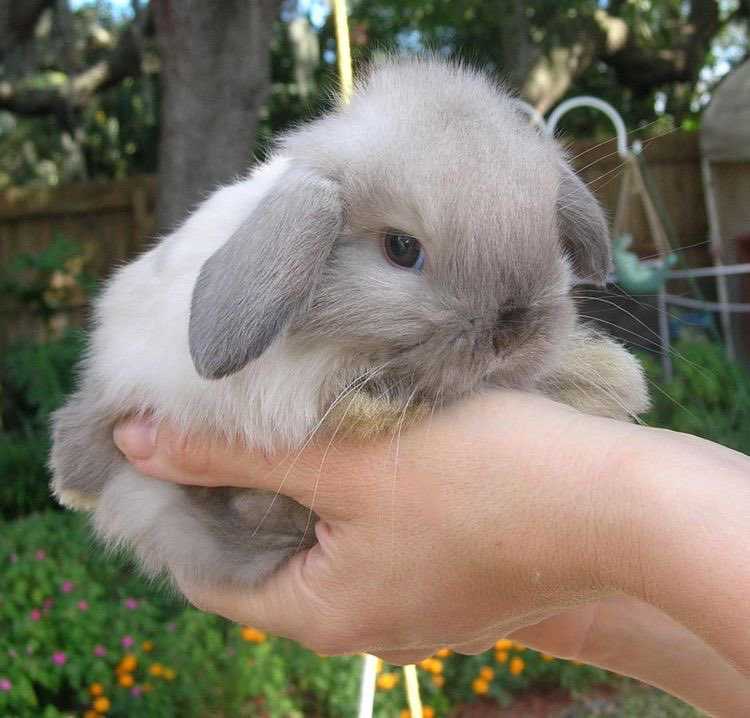Список имен для кролика-мальчика: как назвать домашнего питомца