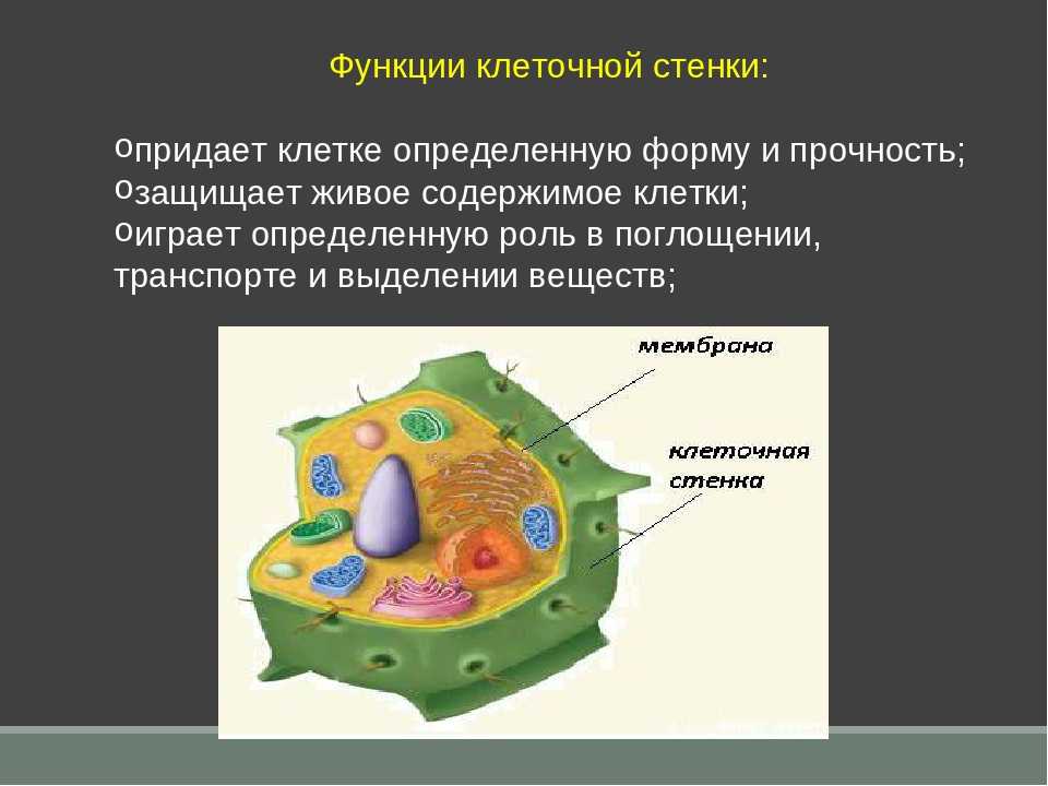 Клеточная стенка 5 класс. Клеточная стенка растительной клетки строение и функции. Функция клеточной стенки в растительной клетке. Структура и функции клеточной стенки растительных клеток. Функции клеточной стенки растений.