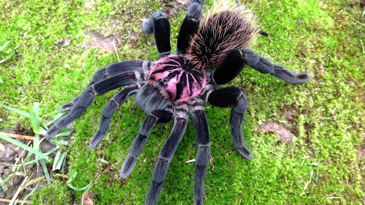 Какой паук самый ужасный и странный на земле — фото и описание страшных на вид пауков