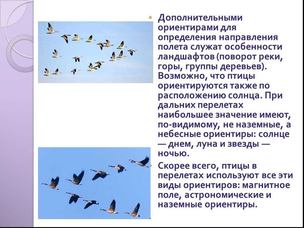 Куда летят российские птицы на зимовку?