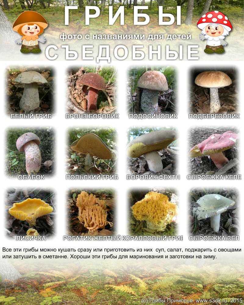 Виды съедобных грибов - какие бывают, фото, название