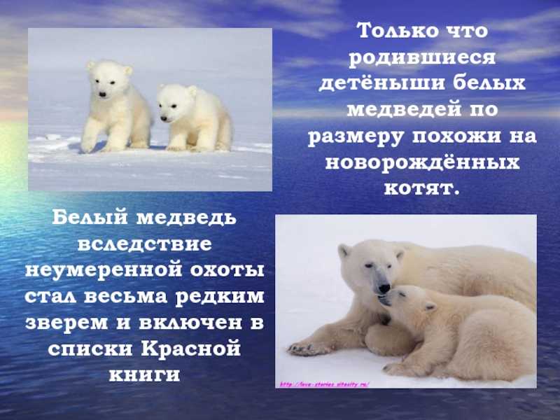 Белый медведь животное. описание, особенности, образ жизни и среда обитания медведя | живность.ру
