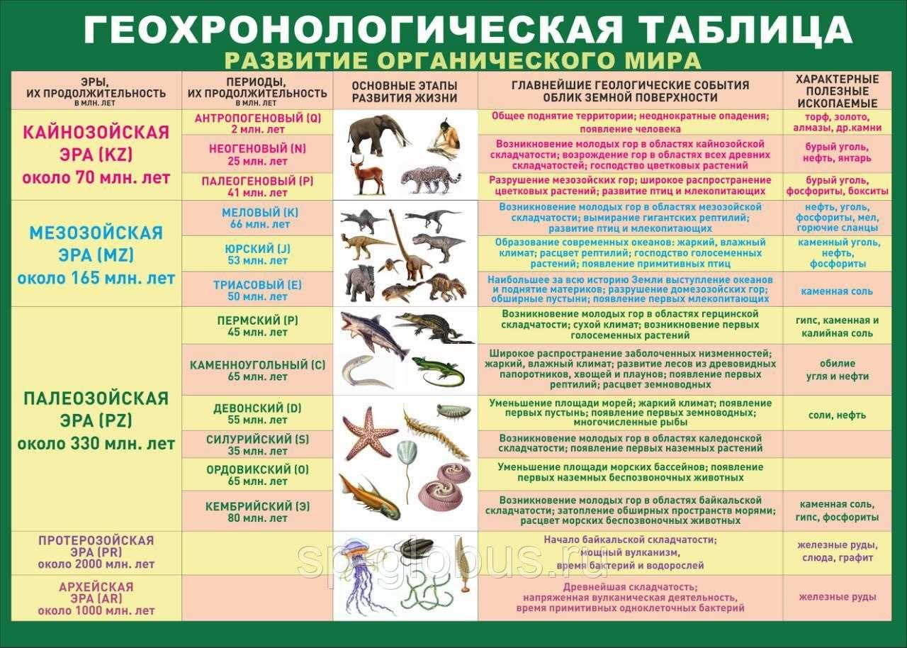 Эры возникновения жизни. Таблица Геохронологическая таблица биология эволюции. Геохронологическая таблица Эра период животные растения.