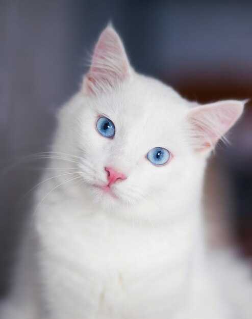 Самые красивые белые кошки: как выбрать из благородных пород? советы +видео
