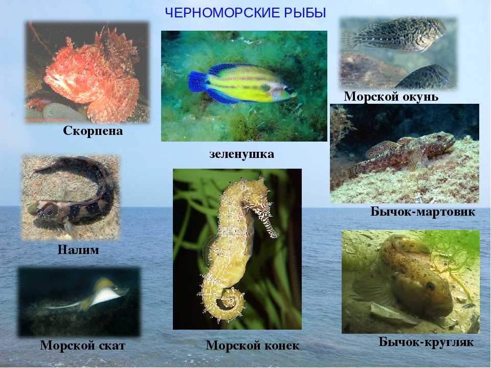 Рыба в черном море список