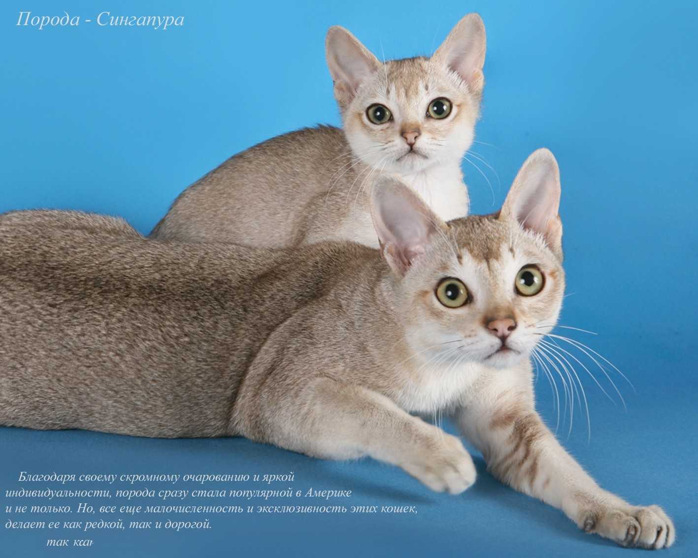 Бразильская короткошерстная кошка — описание породы, уход и содержание