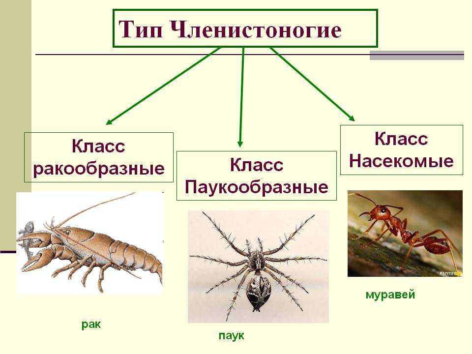 Тип членистоногие: классы животных, среда обитания и распространенные представители
