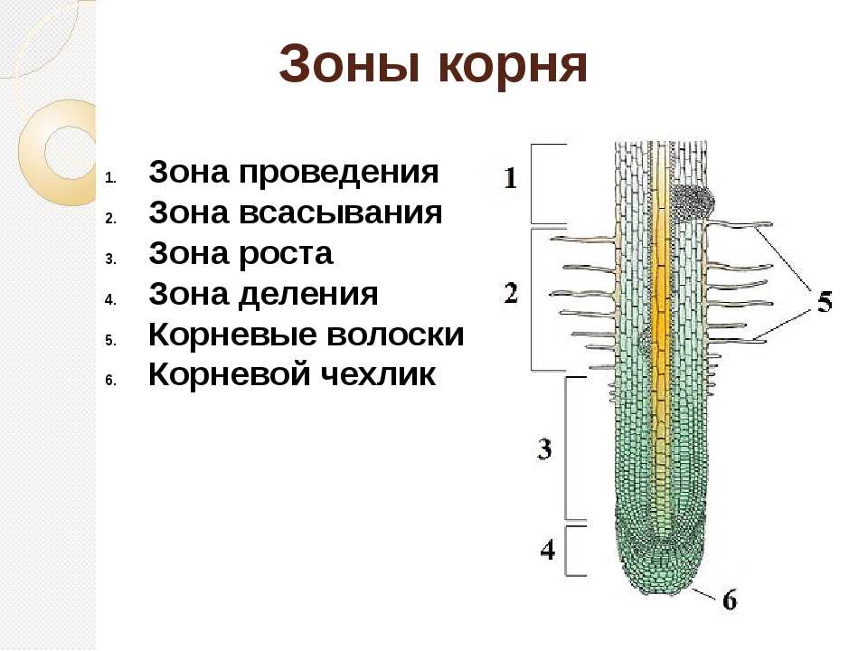Типы корневой системы у растений: примеры с фото