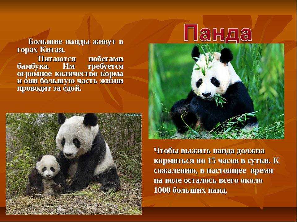 ОТВЕТ: Естественная среда обитания большой панды находится на материке Евразия и в настоящее время ограничивается горами западного Китая