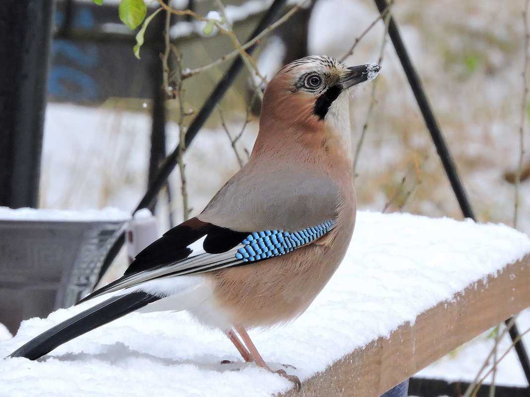 Какие птицы живут в москве зимой