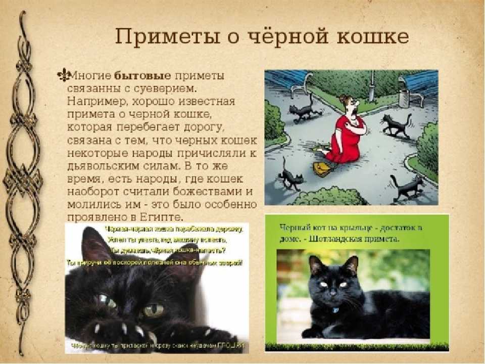 Топ-8 пород рыжих кошек и котов
