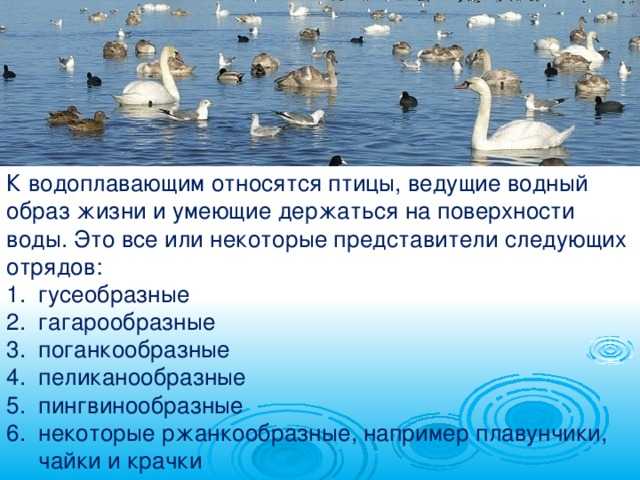 Водоплавающая птица - отдельный подвид пернатых :: syl.ru
