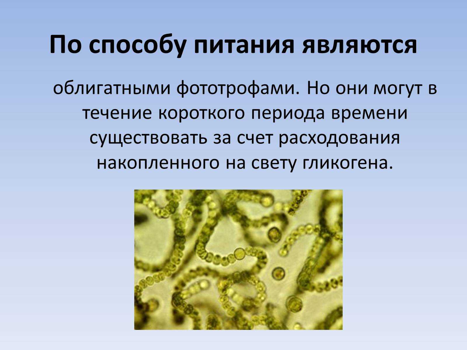 Группы организмов цианобактерии. Прокариотические цианобактерии. Цианобактерии (синезелёные). Цианобактерии бациллы. Синезеленые водоросли цианобактерии.