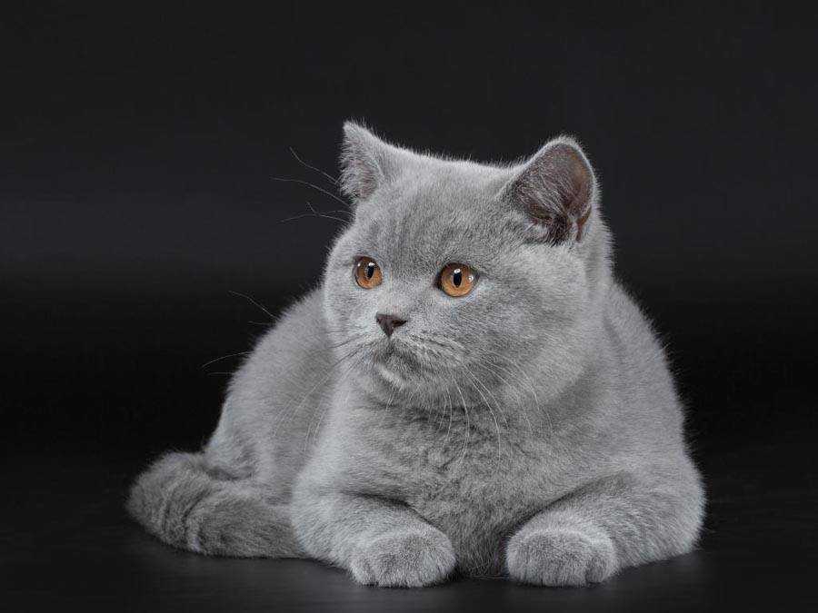 Имена для британских котов и кошек- каким оригинальным назвать? идеи +видео